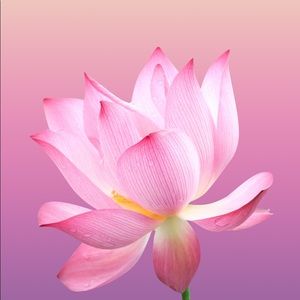 Meet your Posher, Kathleen